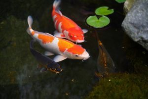 fish, nature, aquarium, animal, swimming, agua, sea, minimalist, battle, koi, click, tail, ai generated-9655280.jpg
